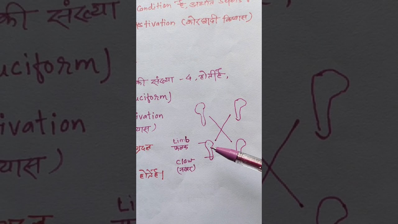 Family Brassicaceae or Crusiferae