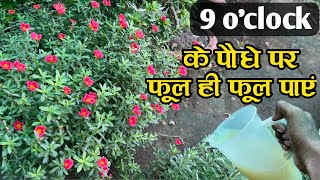 ₹2 में ढेरों फूल और कलियां पाएं 9 o'clock के पौधे में | Fertilizer For 9 o'clock | Moss Rose