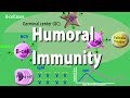 Humoral Immunity - Adaptive Immunity part 2, Animation