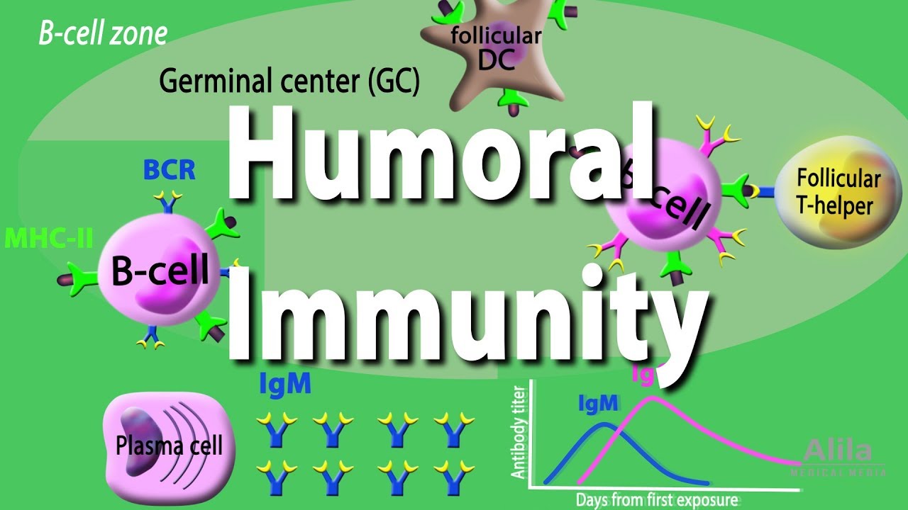 Humoral Immunity - Adaptive Immunity Part 2, Animation