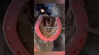 Pourquoi les fers à cheval ne font pas mal #animaux #cheval