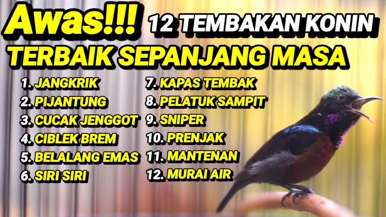 MASTERAN KONIN TERBAIK SEPANJANG MASA FULL TEMBAKAN MATERI TAJAM NYARING RAPET JERNIH