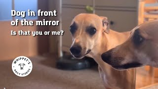 Dog vlog #6 |  Who is the dog in the mirror? by One Dog Show 131 views 2 months ago 38 seconds