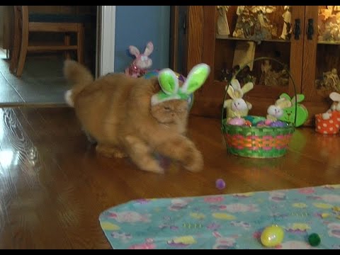 Easter Bunny Kitty