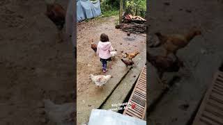 Tavuk Kovalayan Küçük Civciv