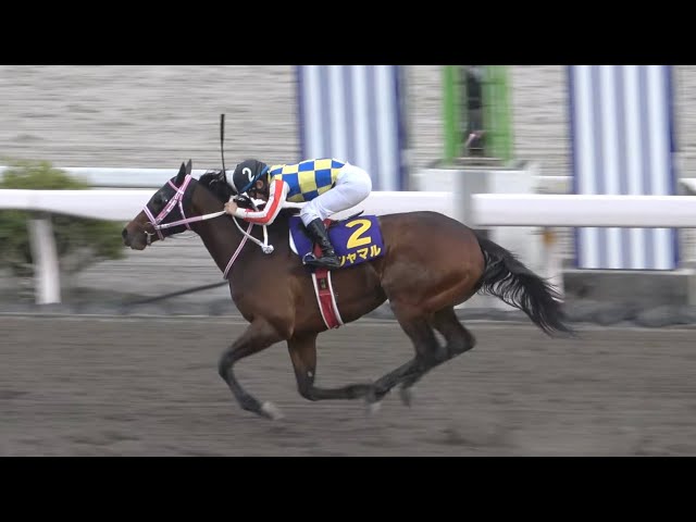 黒船賞2024】 シャマル復活の2連覇達成‼ ウィニングラン 現地映像