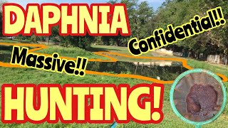 MASSIVE WILD DAPHNIA HUNTING | 100SUB SPECIAL!