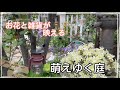 【ガーデニング】お花と雑貨が映える　萌えゆく庭　夕暮れ時のロマンチックなお庭