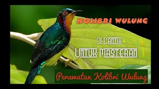 Perawatan Kolibri Wulung Supaya Gacor