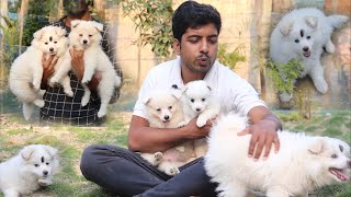 Oh my god :: So cute puppy || Indian spitz, Pomeranian puppy.