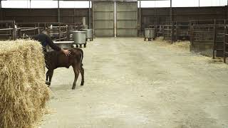 How to handle the calf