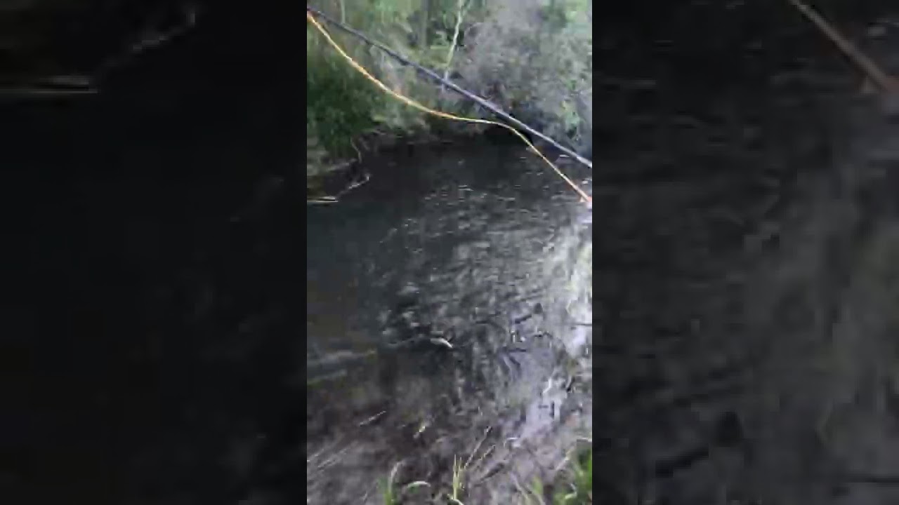 Fish comes off!