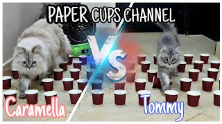 CATS vs PAPER CUP CHALLENGE | Who will be the Winner? 🥇 screenshot 5