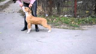 Life Keeper Of Secrets Iz Sozvezdiya Staff, 5 Months Old