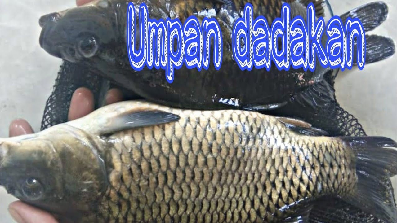Umpan dadakan dapat babon// umpan ikan mas