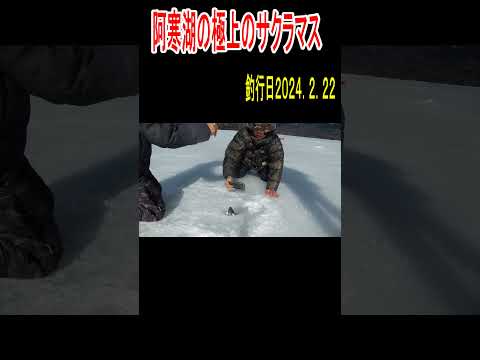 2024.2.22　北海道阿寒湖の氷上釣り　プリプリ極上のサクラマス＃shorts