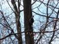 Pileated Woodpecker (Dryocopus pileatus) in Bechtel Park, Waterloo