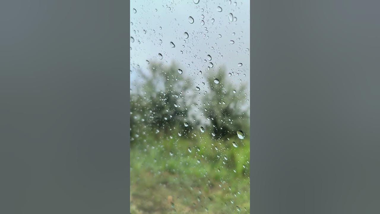 Short rain. Переходящий в ливень дождь закрыл от нас луг и речку.