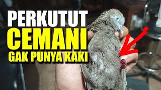 PERKUTUT HITAM CEMANI