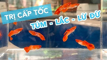 Trị Cấp Tốc TÚM LẮC Cho Cá Bảy Màu bằng ANTI STRESS an toàn hiệu quả