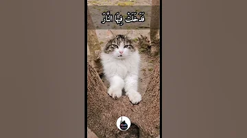 امرأة دخلت النار في قطة 
