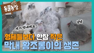 일주일 늦게 태어난 ‘황조롱이’ 막내의 험난한 생존♨ I TV동물농장 (Animal Farm) | SBS Story