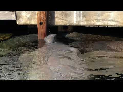 Fat Manatee Drinking Fresh Water