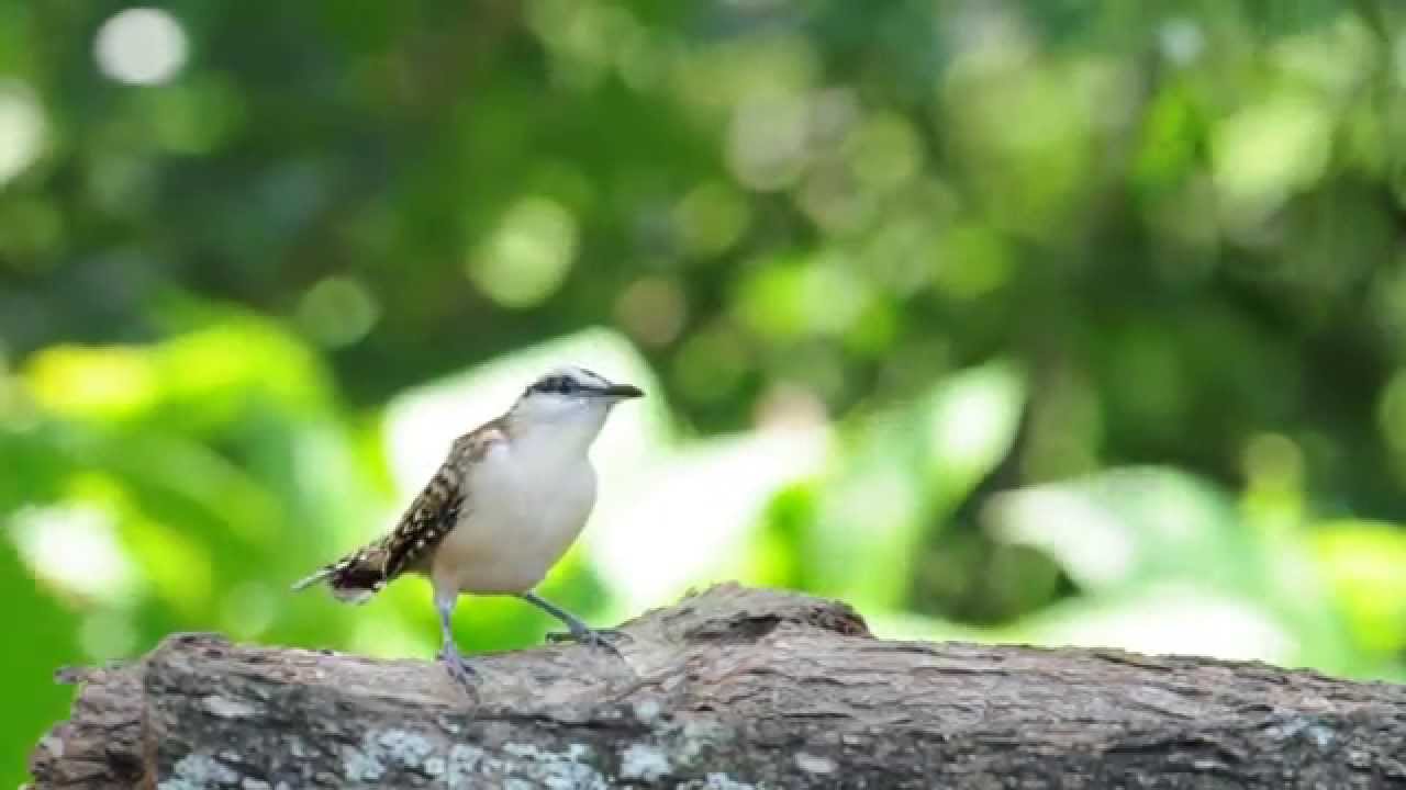 Rufous naped Wren 