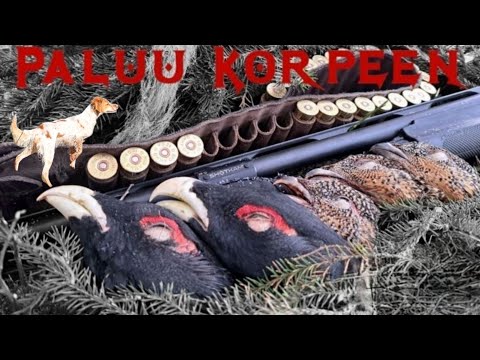 Video: Fasaanimetsästys talvella lumessa