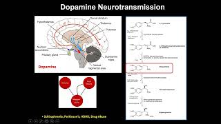 How the Brain's Dopamine Circuitry Helps Regulate Cognitive Flexibility and Reward-Seeking