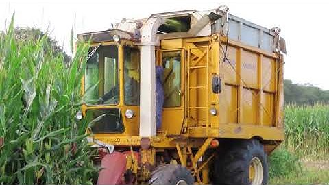 Hestonn Field Queen 7655 mais hakselen