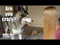 Husky Says I LOVE MAIL Perfectly! Spooky Voice Recorded While Gift Unboxing!