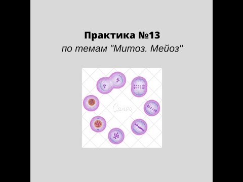 Практика №13 по митозу и мейозу