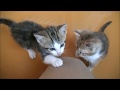 保護子猫の奇跡 1/30000？いや、もっとです。貴重な事例かもしれません。三毛猫でこの数字が出てきたらわかりますよね？＃８