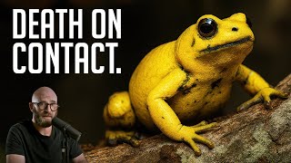 Phyllobates Terribilis: The Golden Poison Frog