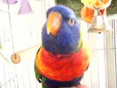 Tootsie Talks Rainbow Lorikeet