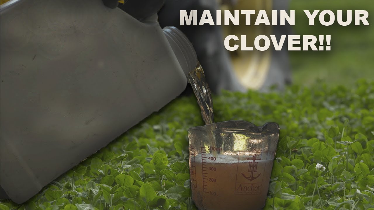 How to MAINTAIN your CLOVER FOOD PLOTS!! - YouTube