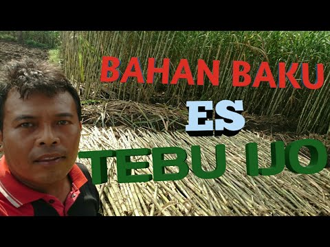 Kebun tebu hijau kediri