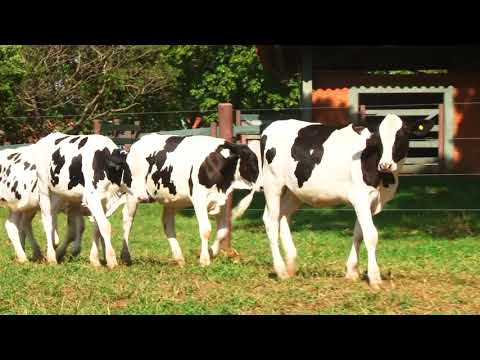 LOTE 76   RBB JÓIA 3 e RBB JÓIA 2 e RBB LIBERDADE e RBB JULIETA e RBB JAMAICA