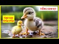 Tiếng Con Vịt Kêu - Âm thanh con Vịt  | Duck Sound | Animals Sound