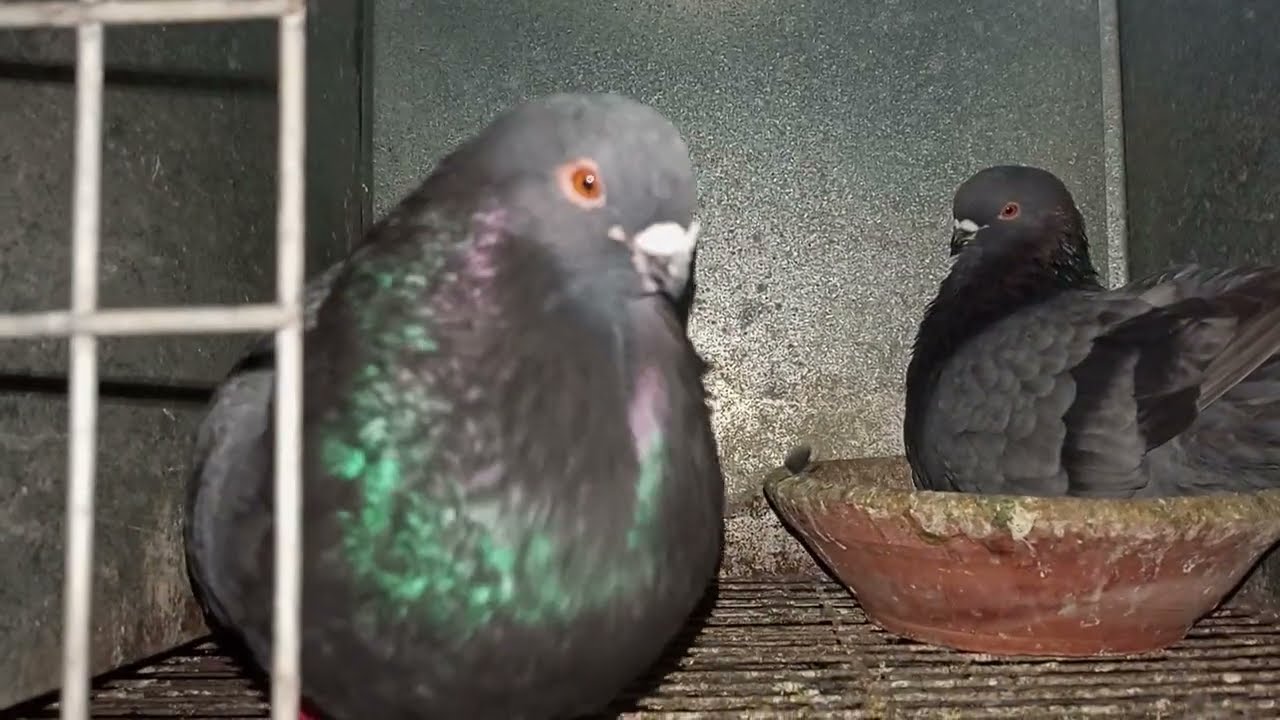 توليعة ليلية  فحمام السيفيانوس مع #سلالة_الأنيق #pigeon #explore #السيفيانوس_المغربي_الأصيل 