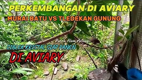 PERKEMBANGAN BURUNG MURAI BATU VS TLEDEKAN GUNUNG DAN PANEN BURUNG CIBLEK KRISTAL