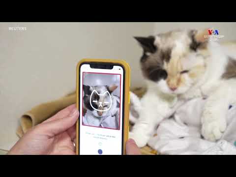 Video: Շատ ճարպային կատուները երջանիկ են մնում - Ամենօրյա անասնաբույժ