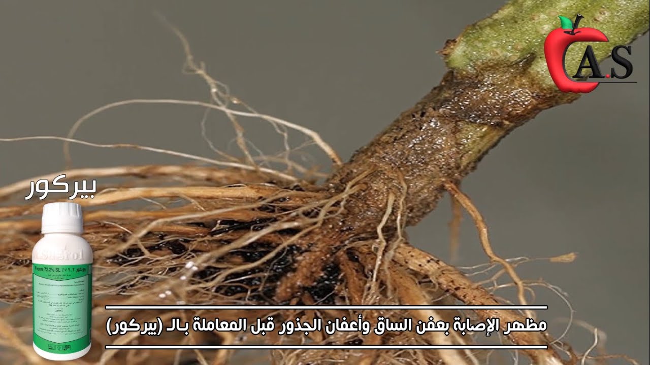 مكافحة مرض عفن الساق وأعفان الجذور في محصول الطماطم