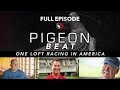 Pigeon beat full episode one loft racing in america