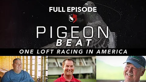Pigeon Beat FULL Episode, One Loft Racing in America - DayDayNews