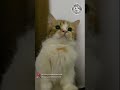 gini nih kalo di kasih tau, ngeyel banget😺😂🐾 #shorts #cat #catlovers