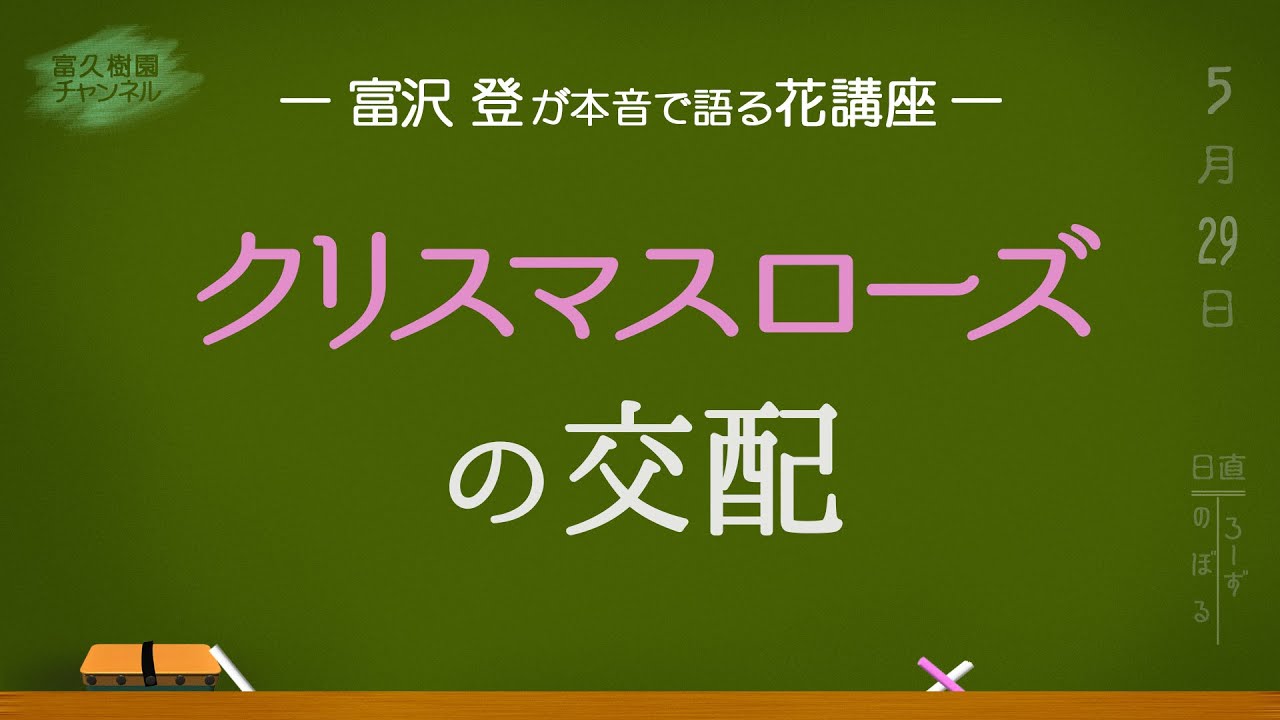 クリスマスローズの交配」デレクターズカット版ー富沢 登が本音で語る