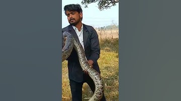 big indian rock Python snake 🐍🐍🐍 #snake #python #like #share