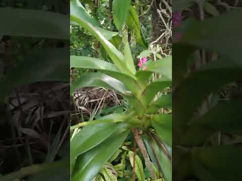 The SICKLE-SHAPED AERIDES